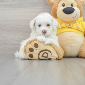Ellen (Maltipoo puppy)