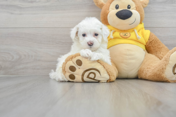 Ellen (Maltipoo puppy)