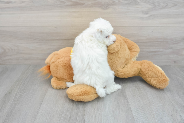 Ellen (Maltipoo puppy) - Image 2