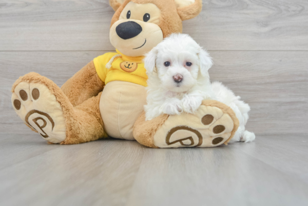 Ellen (Maltipoo puppy) - Image 4