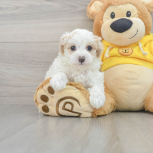 Jacob  (Maltipoo puppy)