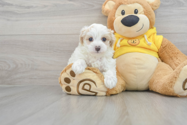 Jacob  (Maltipoo puppy)