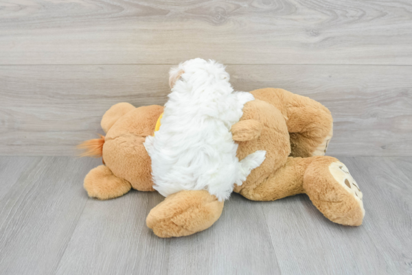 Jacob  (Maltipoo puppy) - Image 3