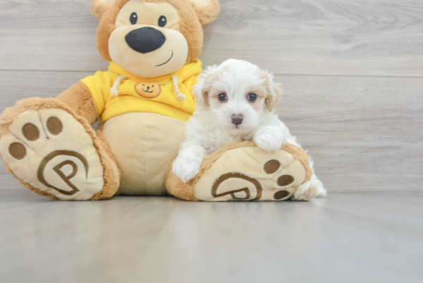 Jacob  (Maltipoo puppy) - Image 4