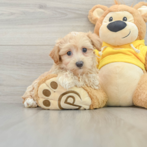 Jada (Maltipoo puppy)