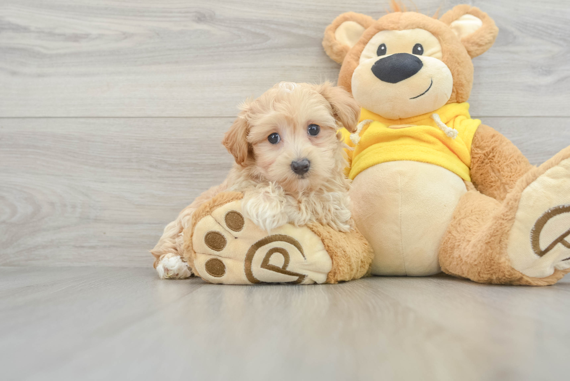 Jada (Maltipoo puppy)