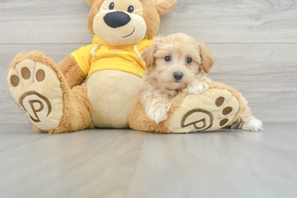 Jada (Maltipoo puppy) - Image 3