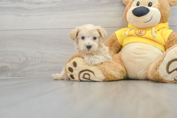 Neiman (Maltipoo puppy) - Image 2