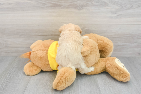 Neiman (Maltipoo puppy) - Image 3