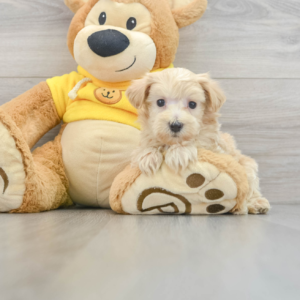 Neiman (Maltipoo puppy)