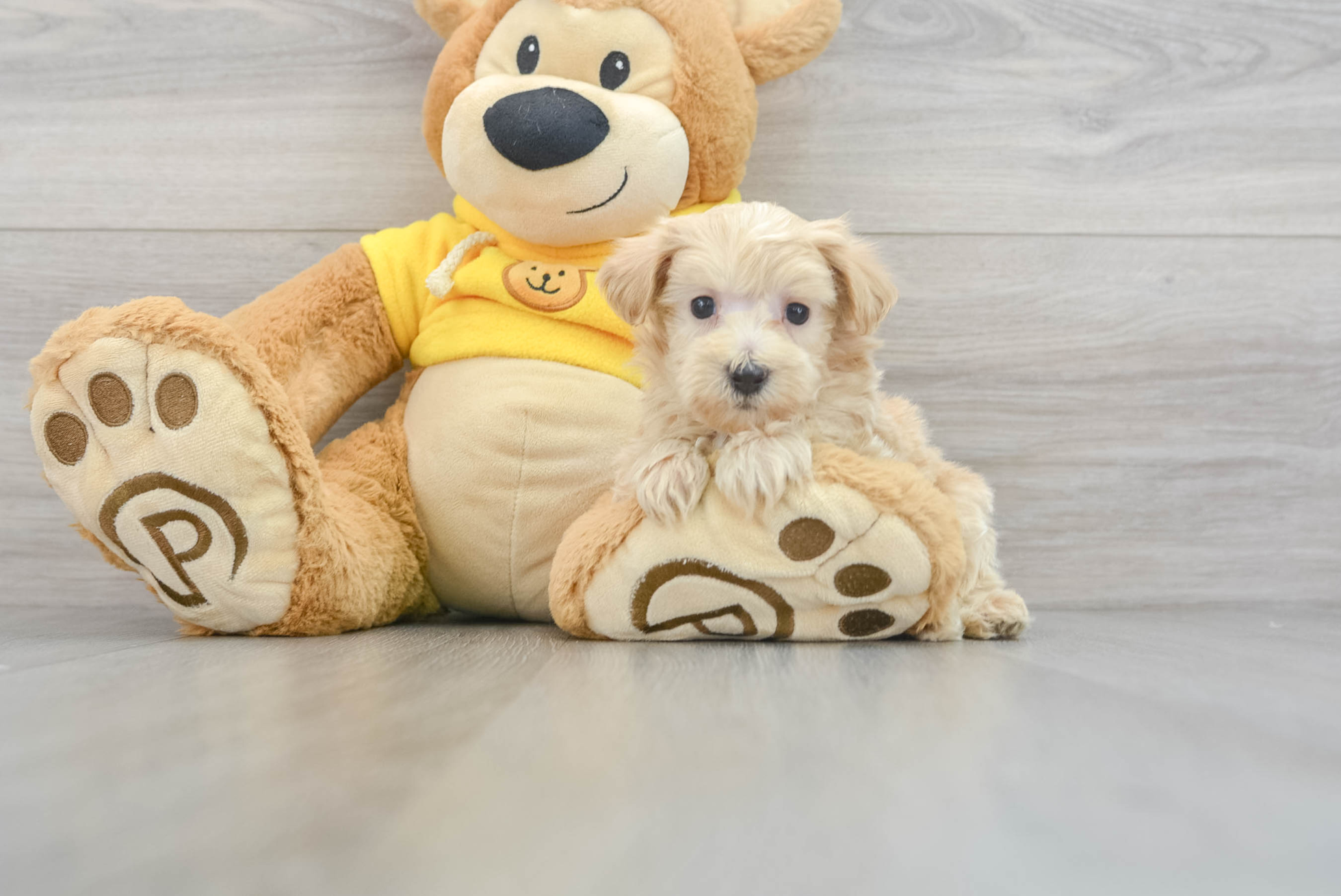 Neiman (Maltipoo puppy)