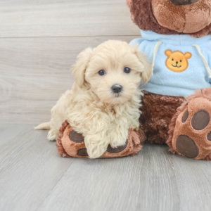 Sula (Maltipoo puppy)