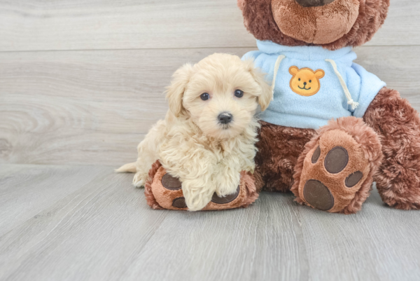 Sula (Maltipoo puppy)