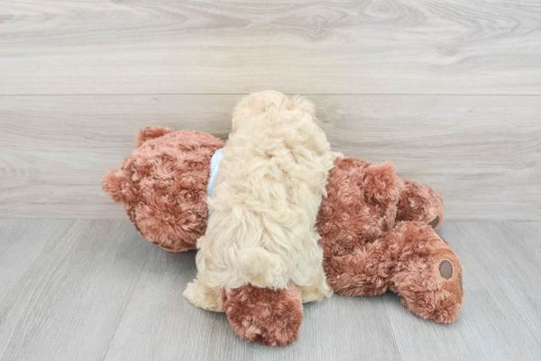 Sula (Maltipoo puppy) - Image 3
