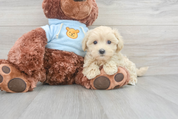 Sula (Maltipoo puppy) - Image 4