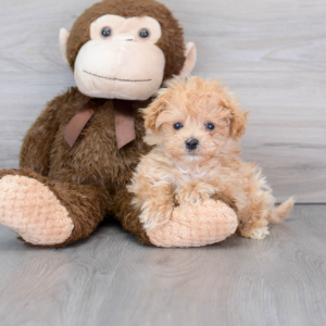 Kill (Maltipoo puppy)