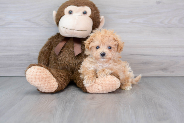 Kill (Maltipoo puppy)