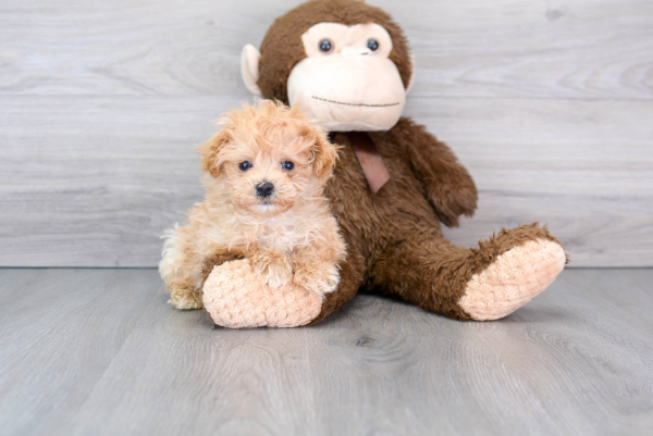 Kill (Maltipoo puppy) - Image 3