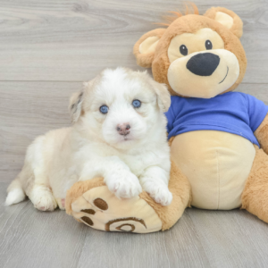 Kul (Pomsky Puppy)