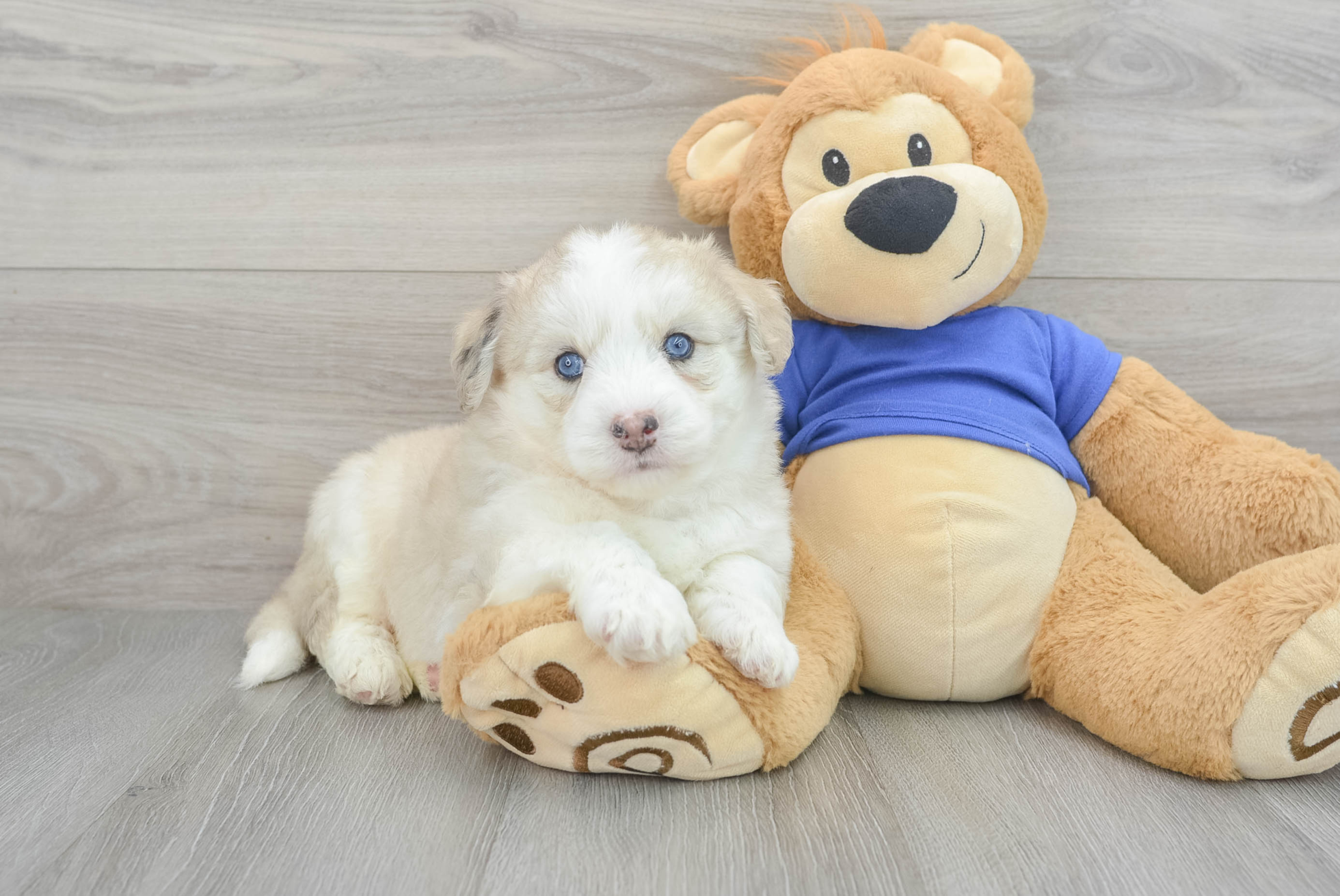 Kul (Pomsky Puppy)