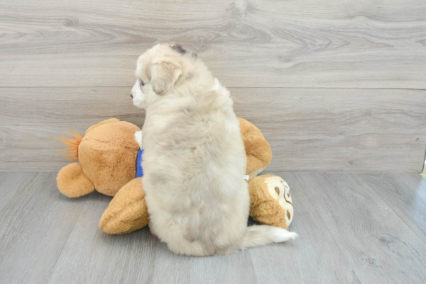 Kul (Pomsky Puppy) - Image 3
