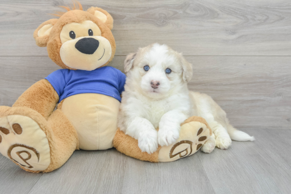 Kul (Pomsky Puppy) - Image 4