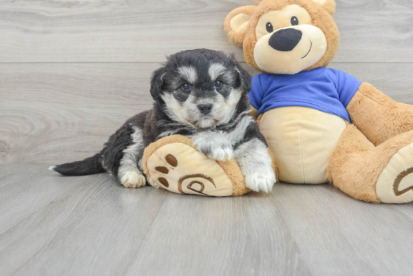 Kuci (Pomsky Puppy) - Image 3