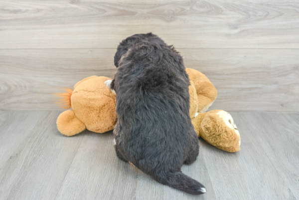 Kuci (Pomsky Puppy) - Image 2