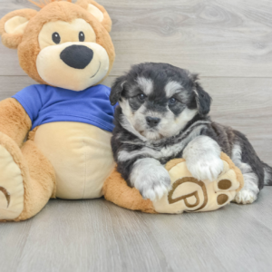 Kuci (Pomsky Puppy)