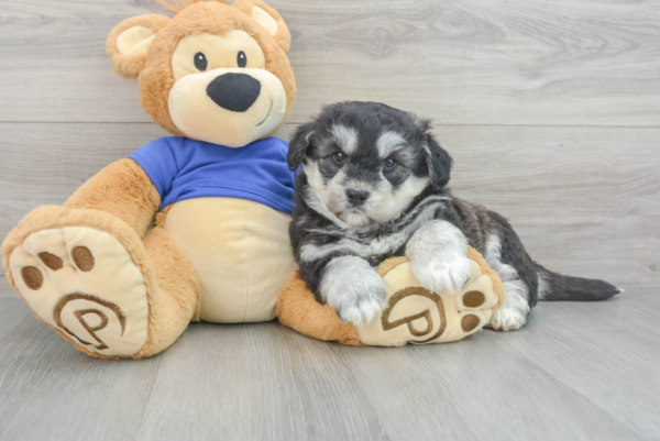 Kuci (Pomsky Puppy)