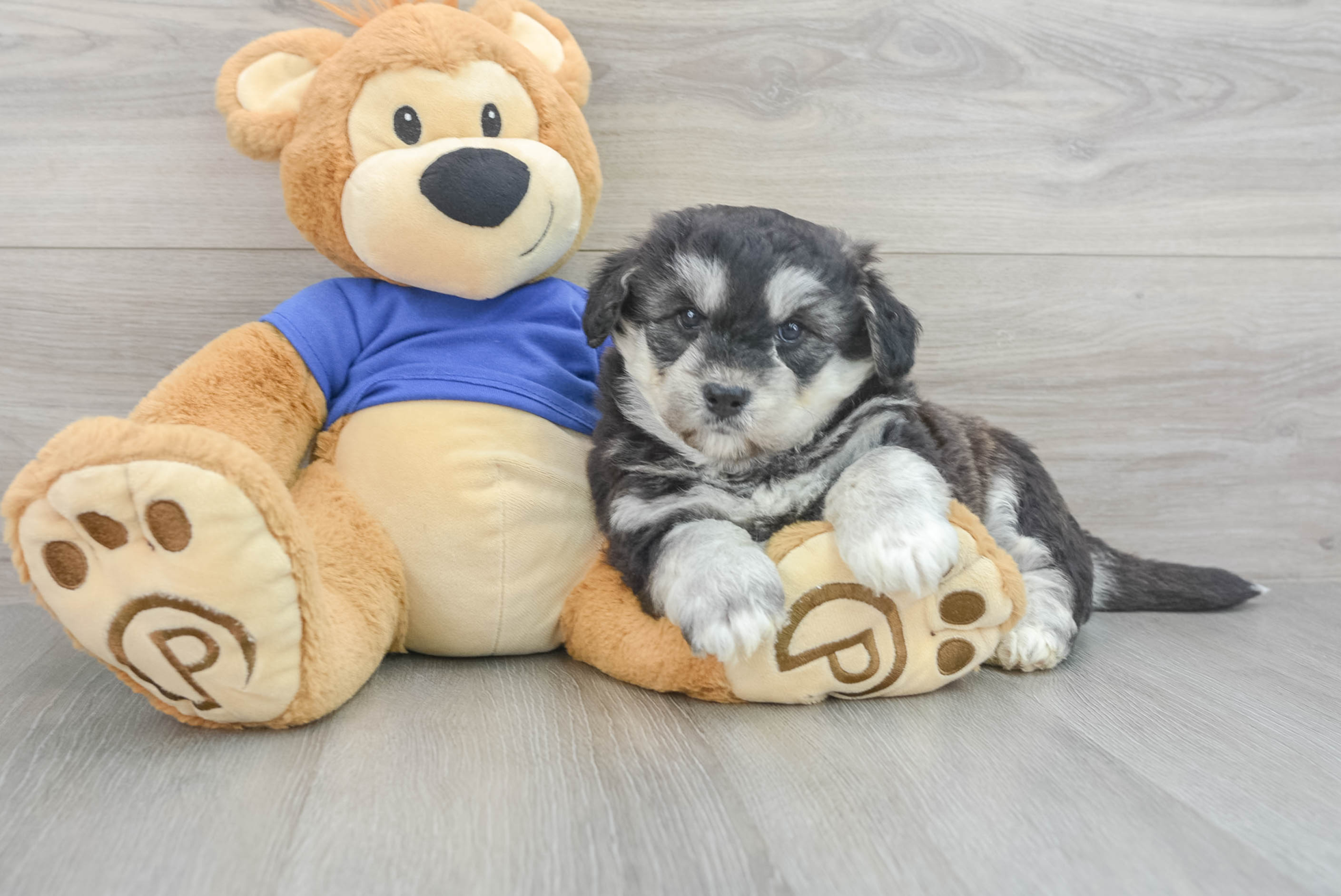 Kuci (Pomsky Puppy)