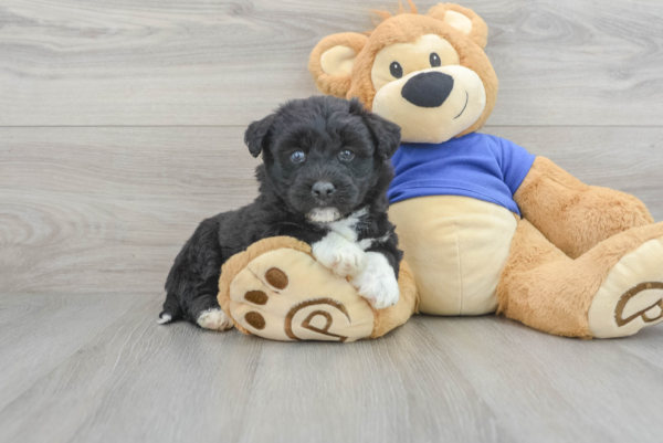 Xla (Pomsky Puppy) - Image 3