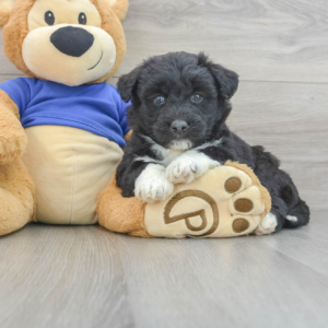 Xla (Pomsky Puppy)
