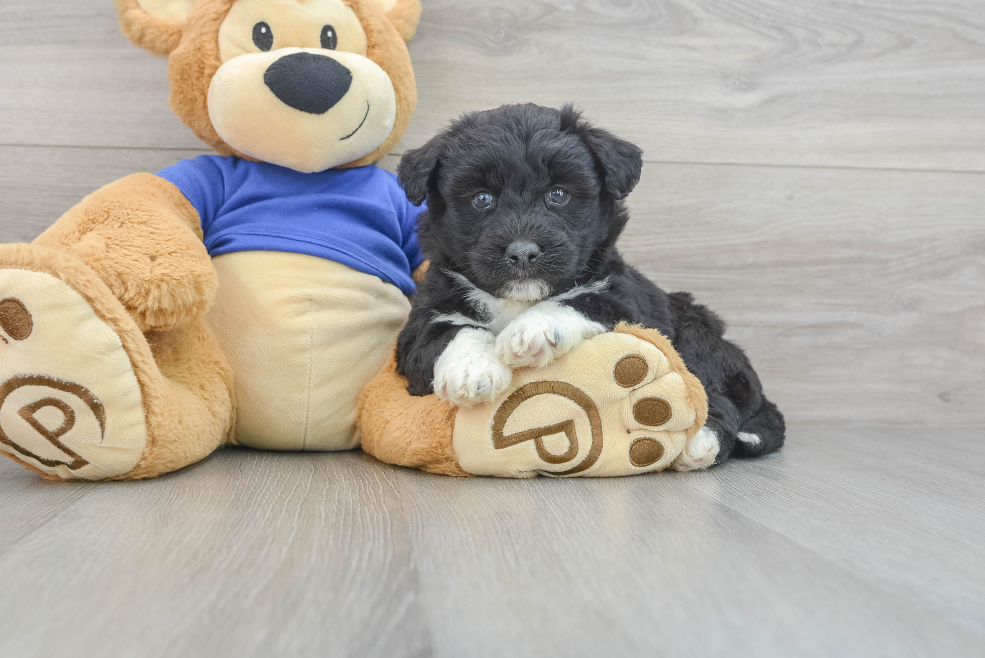 Xla (Pomsky Puppy)