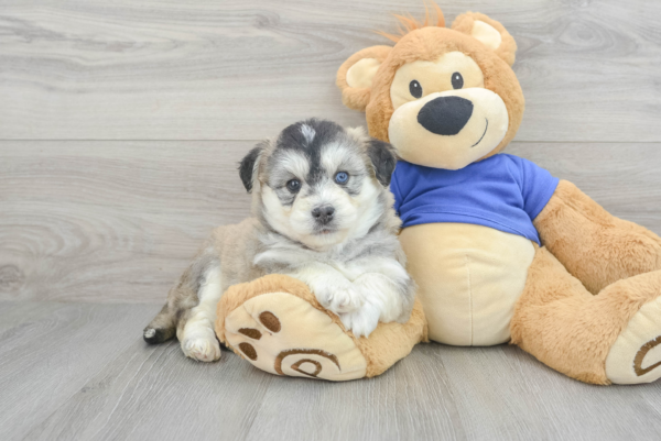 Luci (Pomsky Puppy) - Image 2