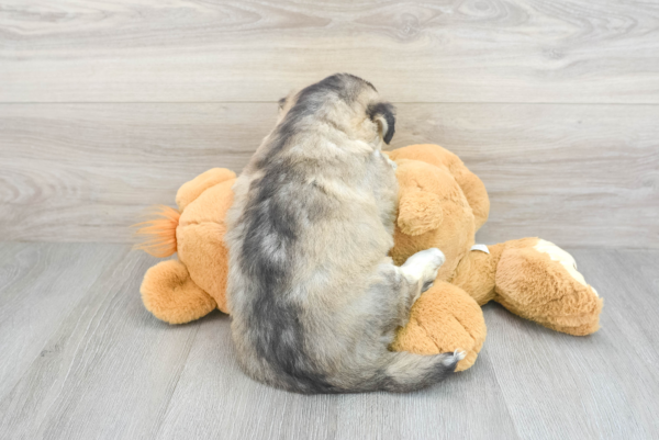 Luci (Pomsky Puppy) - Image 3