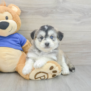 Luci (Pomsky Puppy)