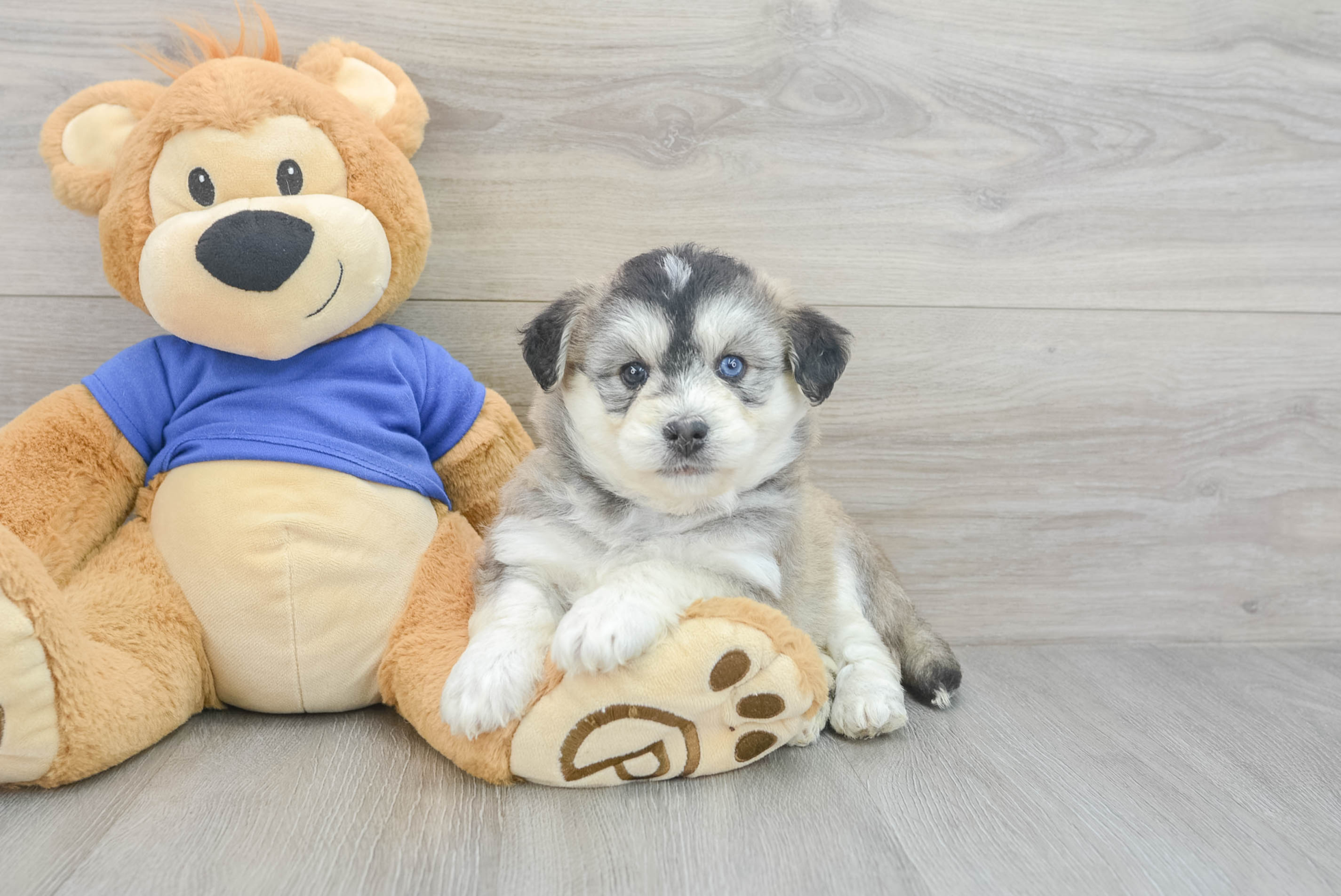 Luci (Pomsky Puppy)