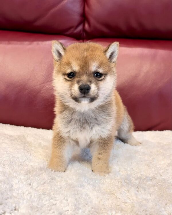 Clem (Shiba Inu Puppy) - Image 2
