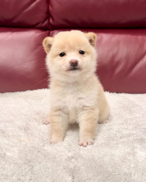 Kim (Shiba Inu Puppy) - Image 2