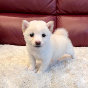 Macy (Shiba Inu Puppy)
