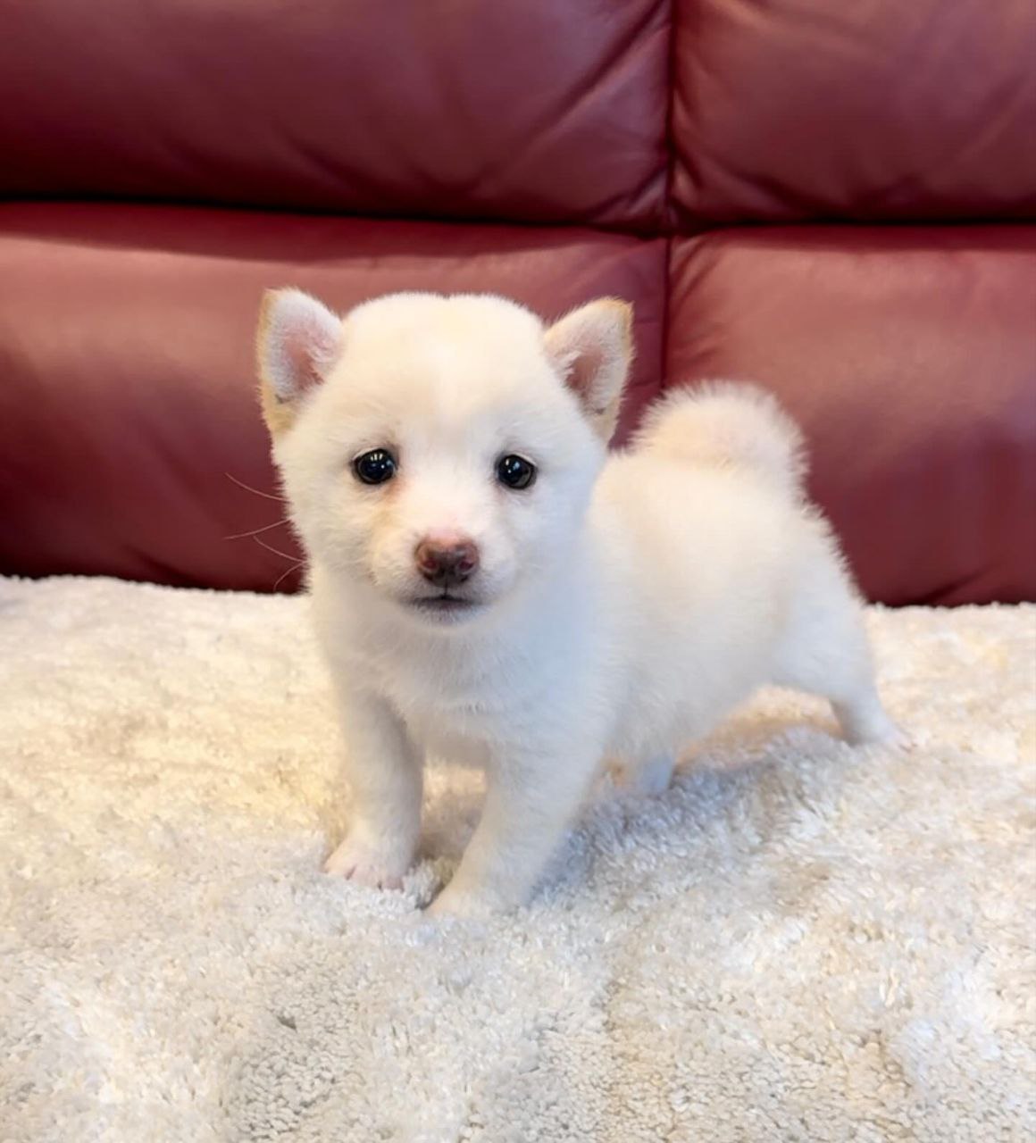 Macy (Shiba Inu Puppy)
