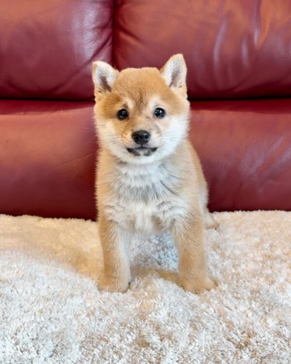 Nolan (Shiba Inu Puppy) - Image 2