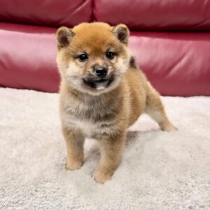 Mary (Shiba Inu Puppy)