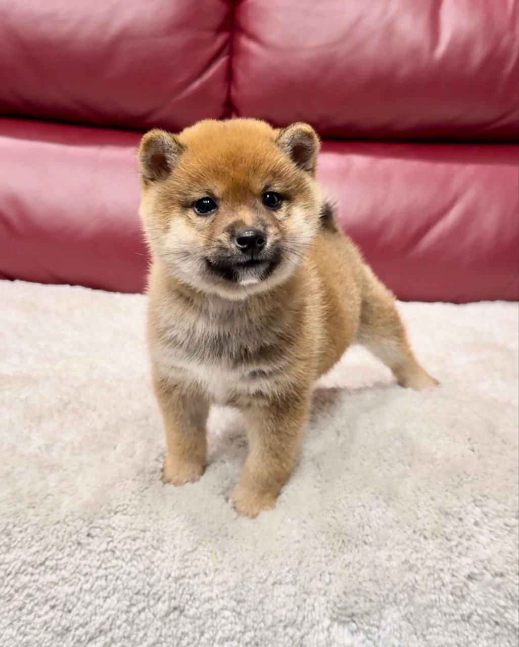 Mary (Shiba Inu Puppy)