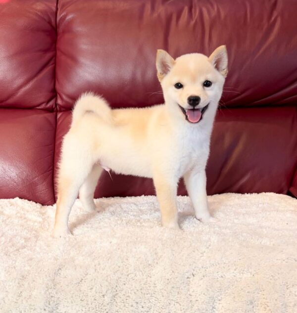 Ava (Shiba Inu Puppy) - Image 2