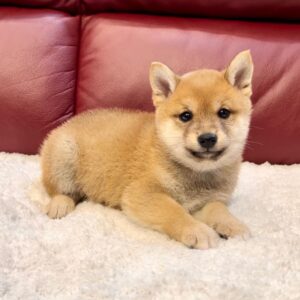 Jewel (Shiba Inu Puppy)