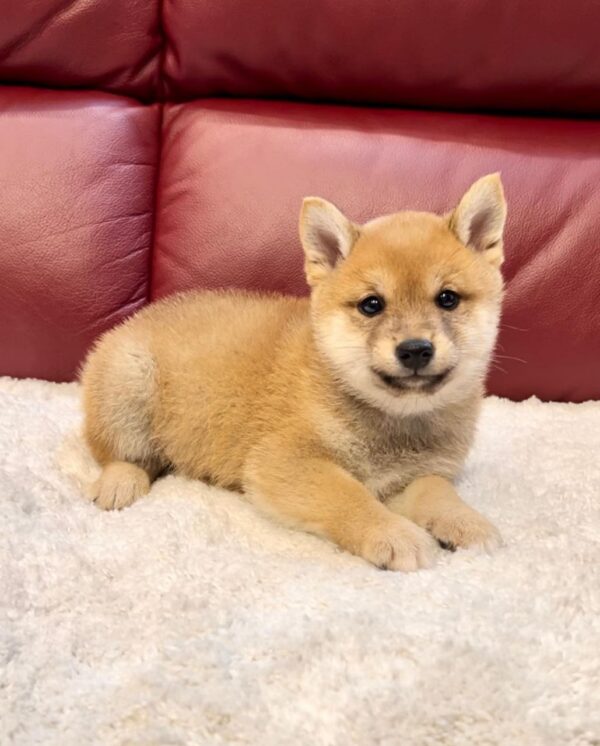 Jewel (Shiba Inu Puppy)