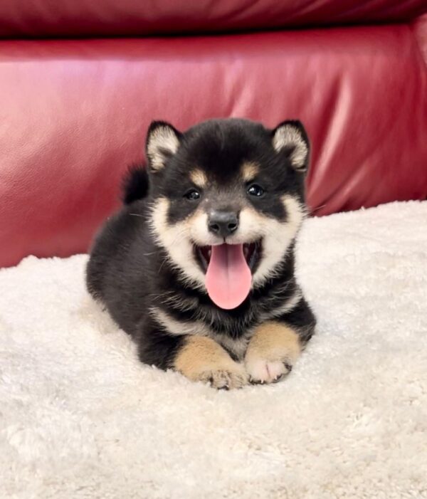 Theo (Shiba Inu Puppy) - Image 2
