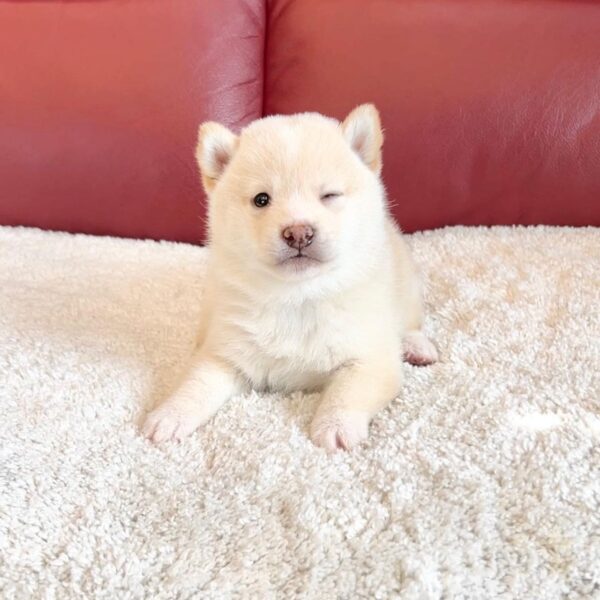 Nelson (Shiba Inu Puppy)